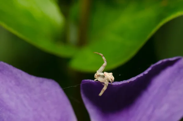 Cangrejo araña acecho presa en un pétalo de hoja grande periwinkle. — Foto de Stock