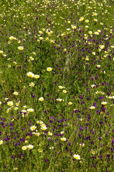 Feld aus Girlanden Chrysanthemen und lila Kreuzottern-Glanz. — Stockfoto