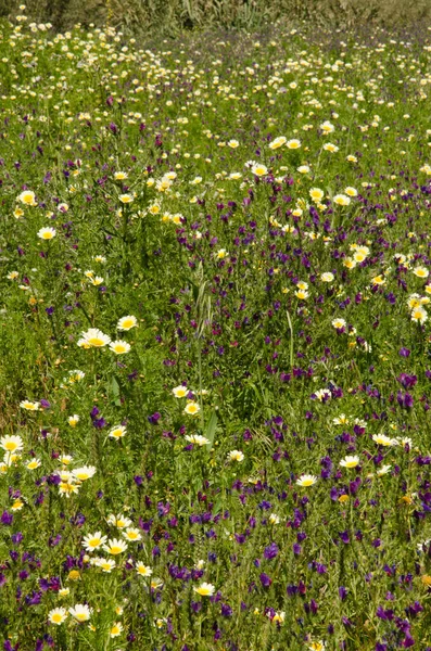 ガーランド菊と紫のバイパー-バグロスのフィールド. — ストック写真