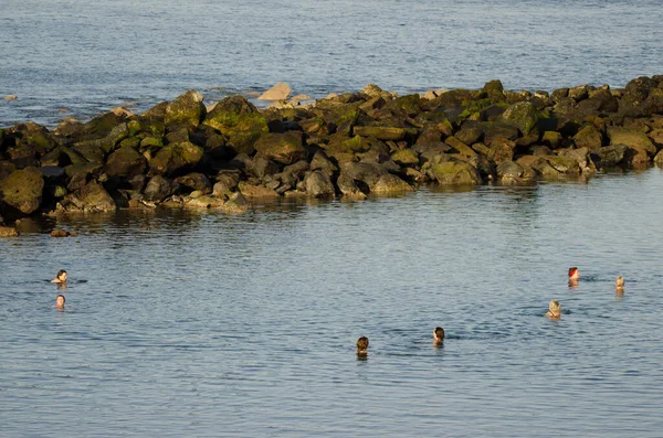 Folk badning i havet. - Stock-foto