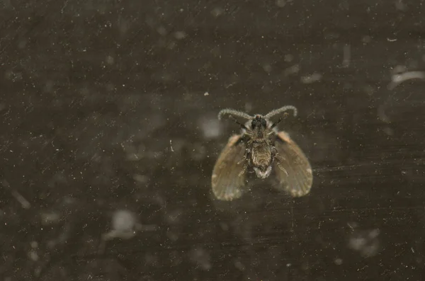 Underside of a bathroom moth midge on glass. — Stock Photo, Image