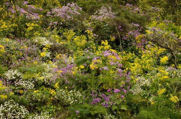 Biodiversiteit van de bloeiende planten in het veld. — Stockfoto