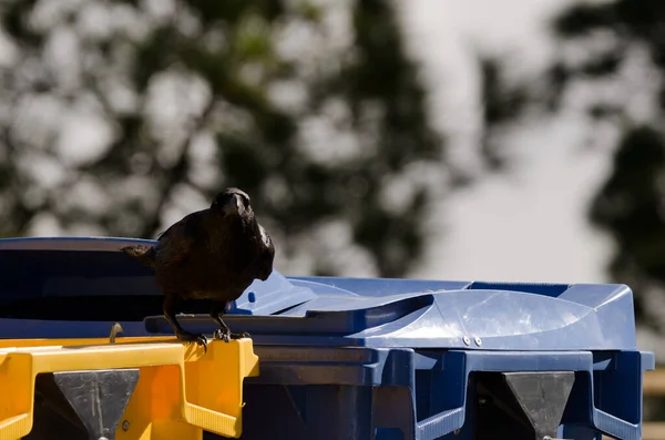 Канарский ворон Corvus corax canariensis на мусорном контейнере. — стоковое фото