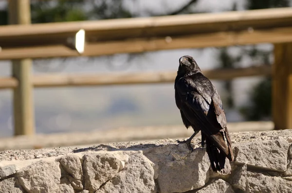 Canárias corvo Corvus corax canariensis. — Fotografia de Stock
