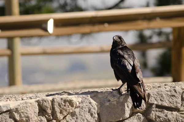 Wyspy Kanaryjskie kruk Corvus corax canariensis. — Zdjęcie stockowe