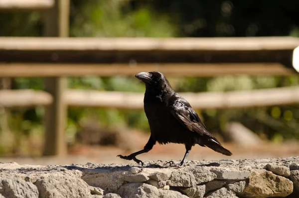 Cuervo canario Corvus corax canariensis. —  Fotos de Stock