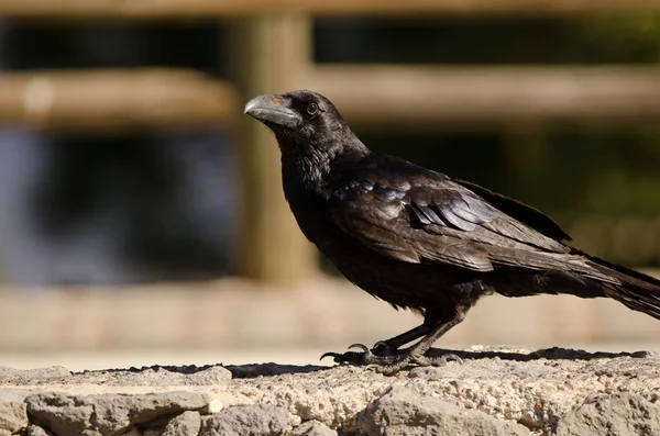 Corvo delle Isole Canarie Corvus corax canariensis. — Foto Stock