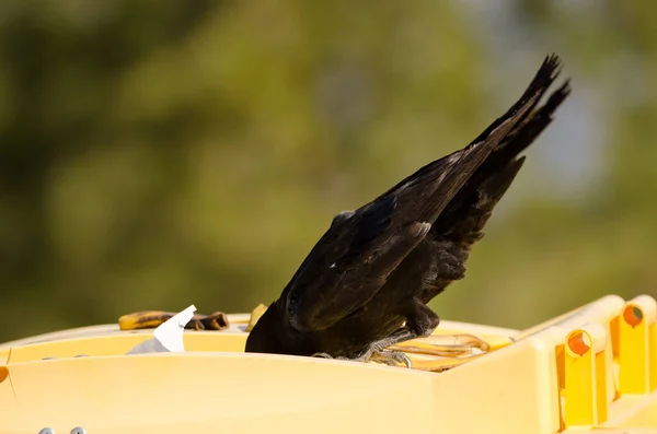 Cuervo canario buscando comida en un contenedor de basura. —  Fotos de Stock