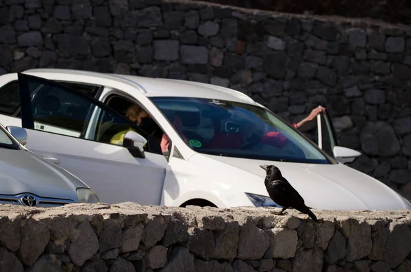 カナリア諸島は夫婦が車に乗り込む横の壁にレイヴン. — ストック写真