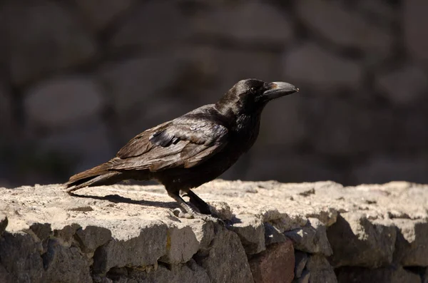 Cuervo canario sobre un muro de piedra. —  Fotos de Stock