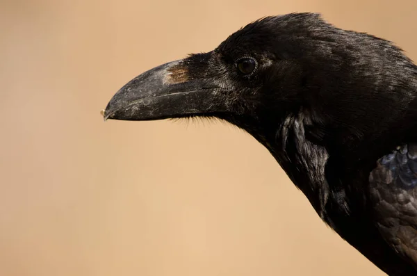 Testa di corvo delle Isole Canarie. — Foto Stock
