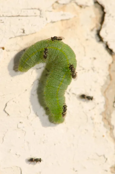 Parasite papillon blanc cherchant à pondre ses œufs sur une chenille de petit blanc. — Photo