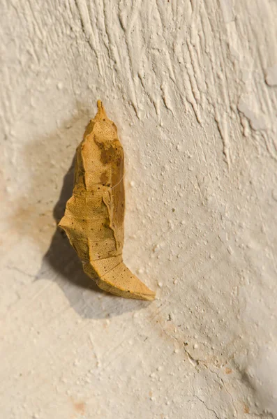 Pupa of small white on a wall. — Stock Photo, Image