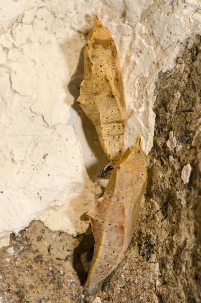 Mariposa blanca parásito y pupa de pequeño blanco. — Foto de Stock