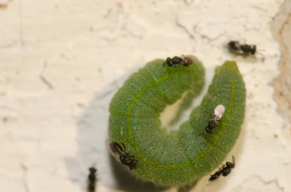 白色蝴蝶寄生在由白色小毛虫构成的毛虫上产卵. — 图库照片