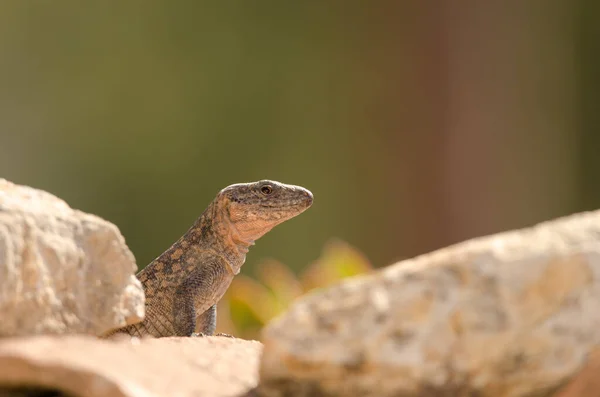 Gran Canaria giant lizard Gallotia stehlini. — Stock Photo, Image