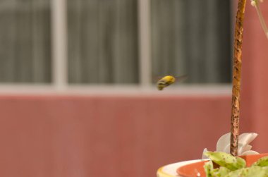 Erkek marangoz arı uçuyor..