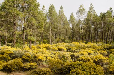 Kanarya Adası Ormanı Çamı ve Teline mikro filasının çiçekli çalılıkları.