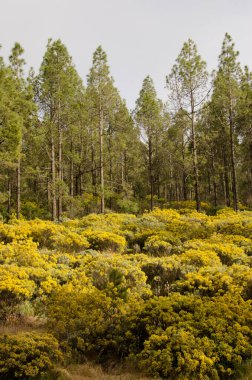 Kanarya Adası Ormanı Çamı ve Teline mikro filasının çiçekli çalılıkları.