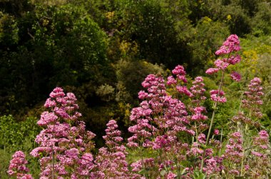 Kırmızı kediotu Centranthus yakutu çiçek açtı..