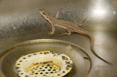 Gran Canaria dev kertenkele Gallotia stehlini.