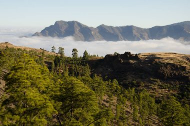 Orman, bulutlar denizi ve Tamadaba yığını.