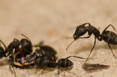 Bir kalkan böceğini kesen karıncalar.