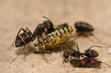 Bir kalkan böceğini kesen karıncalar.