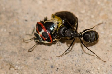 Karınca kalkan böceği kesiyor.
