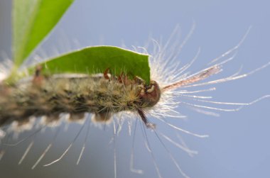 Güve tırtılı Calliteara serveti..