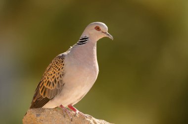 Avrupa kaplumbağa Dove Streptopelia turtur.