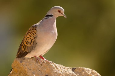 Avrupa kaplumbağa Dove Streptopelia turtur.