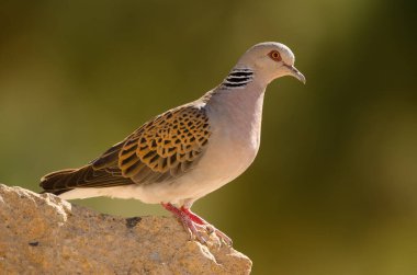 Avrupa kaplumbağa Dove Streptopelia turtur.