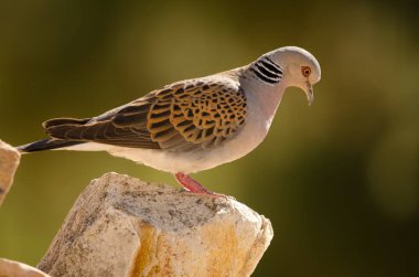 Avrupa kaplumbağa Dove Streptopelia turtur.