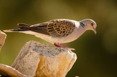 Avrupa kaplumbağa Dove Streptopelia turtur.