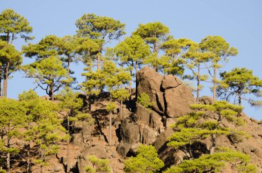 Kanarya Adası Ormanı Çam ve Kayalık Kayalık Kayalık.