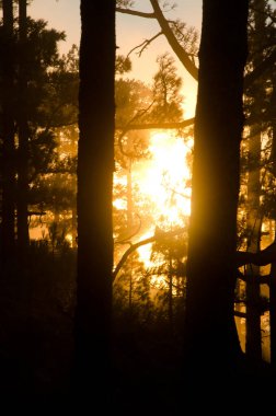 Kanarya adası çamı ormanında gün doğumu.