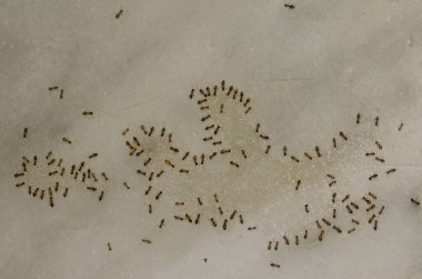 Arjantin karıncaları sıvı kalıntılarıyla beslenir..