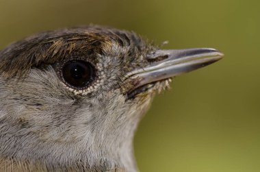 Avrasya kara şapkası başkanı Sylvia atricapilla heineken.