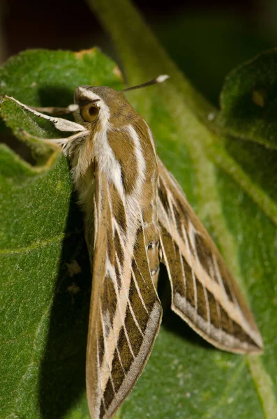 Wit gevoerde sfinx op een blad. — Stockfoto