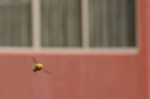 Homem carpinteiro abelha em voo. — Fotografia de Stock