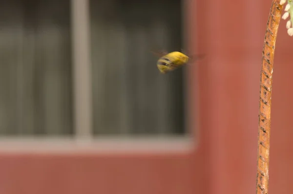Muž tesař včela v letu. — Stock fotografie
