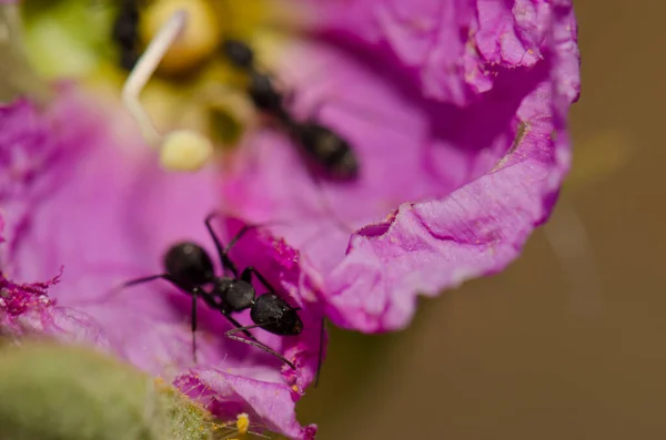 Fourmis Camponotus feae sur une fleur de Cistus horrens. — Photo