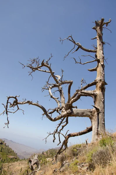 Pinus canariensis της νήσου Dead Canary. — Φωτογραφία Αρχείου