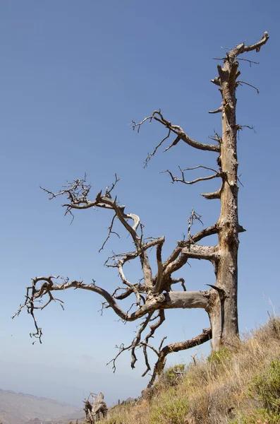 Pinus canariensis της νήσου Dead Canary. — Φωτογραφία Αρχείου