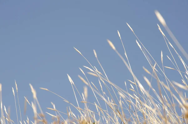 Tallos y espigas de Brachypodium. — Foto de Stock