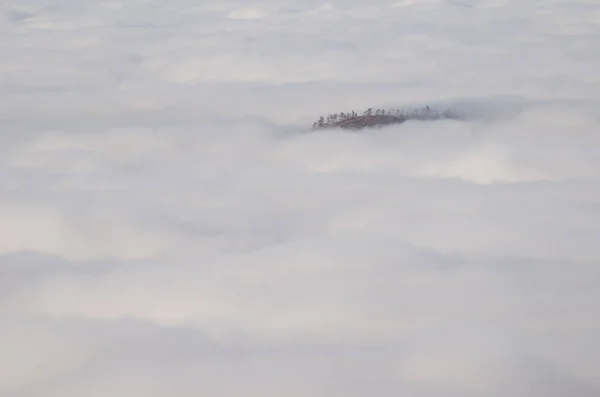 Crag Kanári-szigeteki fenyő kiemelkedik a tenger felhők. — Stock Fotó
