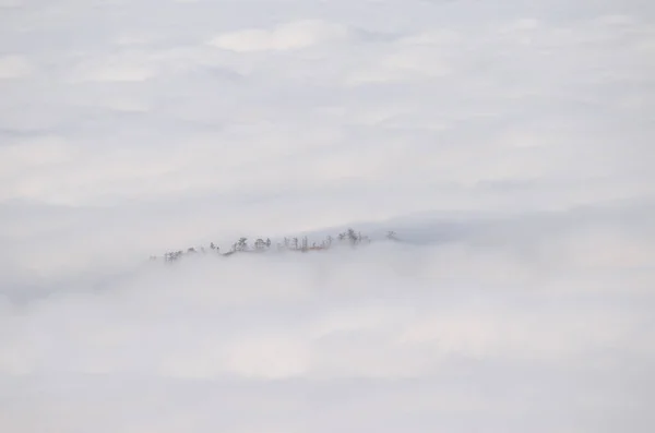 구름 바다에서 피어 오르는 카나리아 제도 소나무와 뒤엉키는 모습. — 스톡 사진