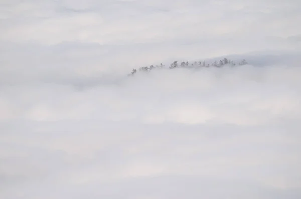 Cigüeña con pino canario emergiendo de un mar de nubes. — Foto de Stock