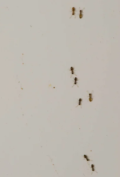 阿根廷蚂蚁在一幢房子里沿着墙行走. — 图库照片